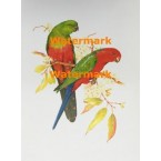 Birds  - #XXS5906  -  PRINT 9x12"